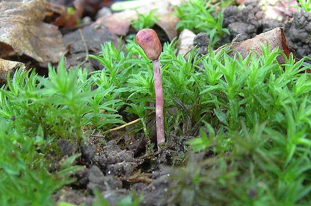 Cordyceps larvicola    Qulet